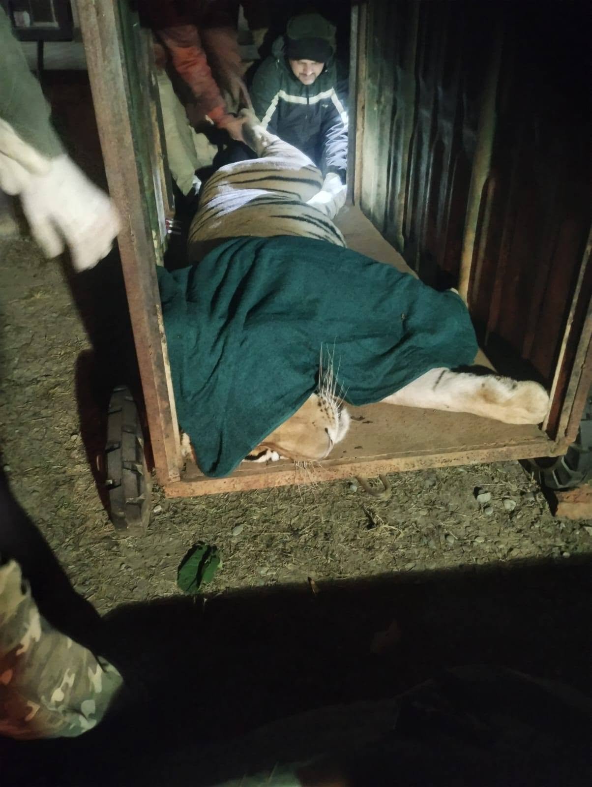 महिला पर हमले के आरोपी बाघ की तलाश पूरी? सांवल्दे से नर बाघ पकड़ा गया डी इन ऐजांच जारी।