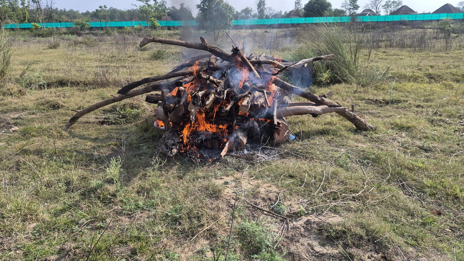 ढेला रेस्क्यू सेंटर में 20 वर्षीय वृद्ध नर बाघ की मौत, पोस्टमार्टम के बाद किया गया अंतिम संस्कार