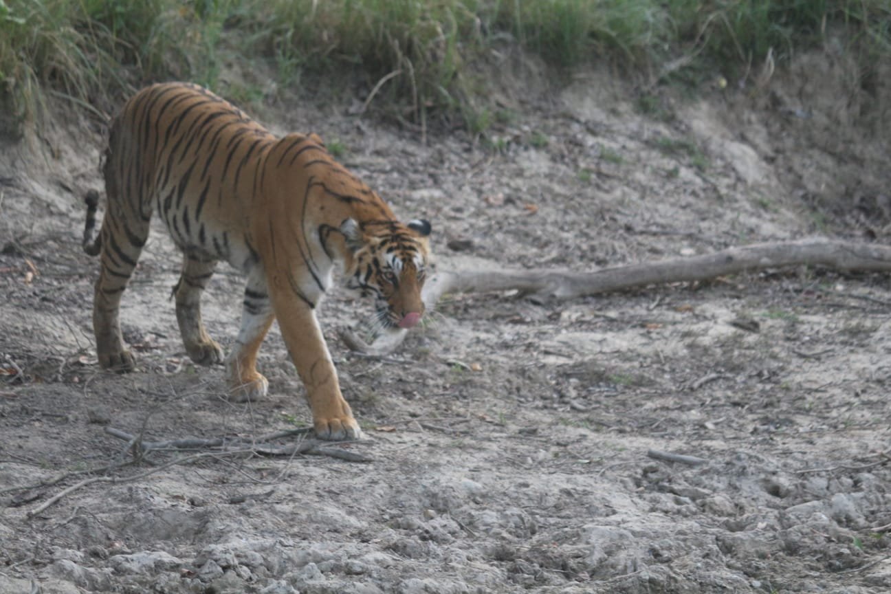 गार्जिया जोन में बाघिन के अद्भुत दर्शन, कैमरों में कैद हुआ रोमांच।