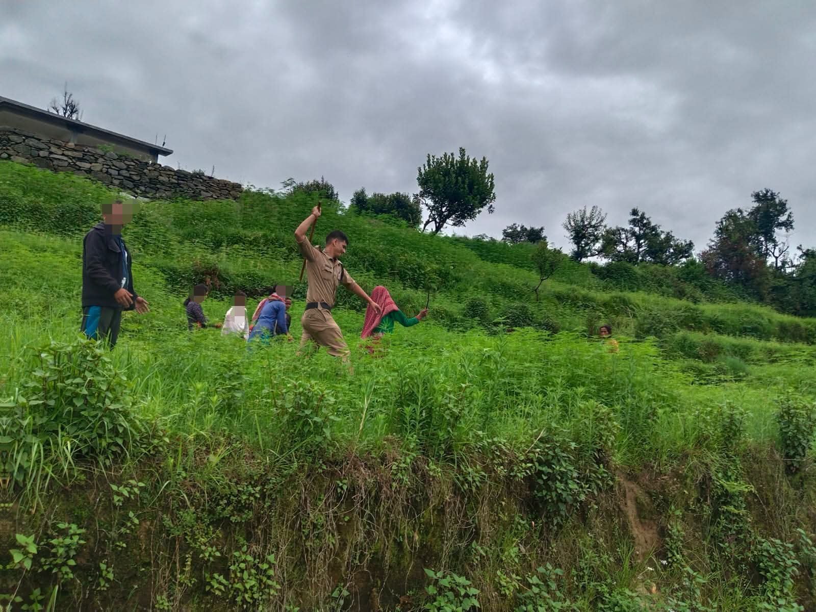 8 नाली में लहलहा रही अवैध भांग की खेती पर चला बागेश्वर पुलिस का बुलडोज़र अभियान!